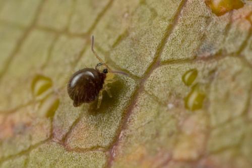 Réf. 243 217 : Caprainea marginata